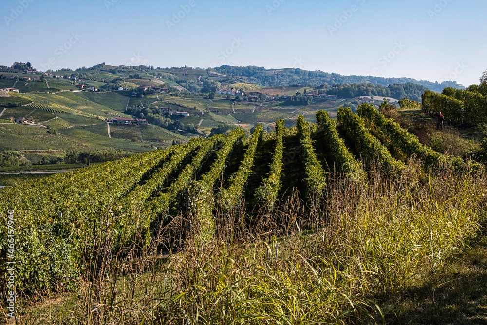 Landscapes of the Piedmontese Langhe during the harvest, with the bright colors of autumn