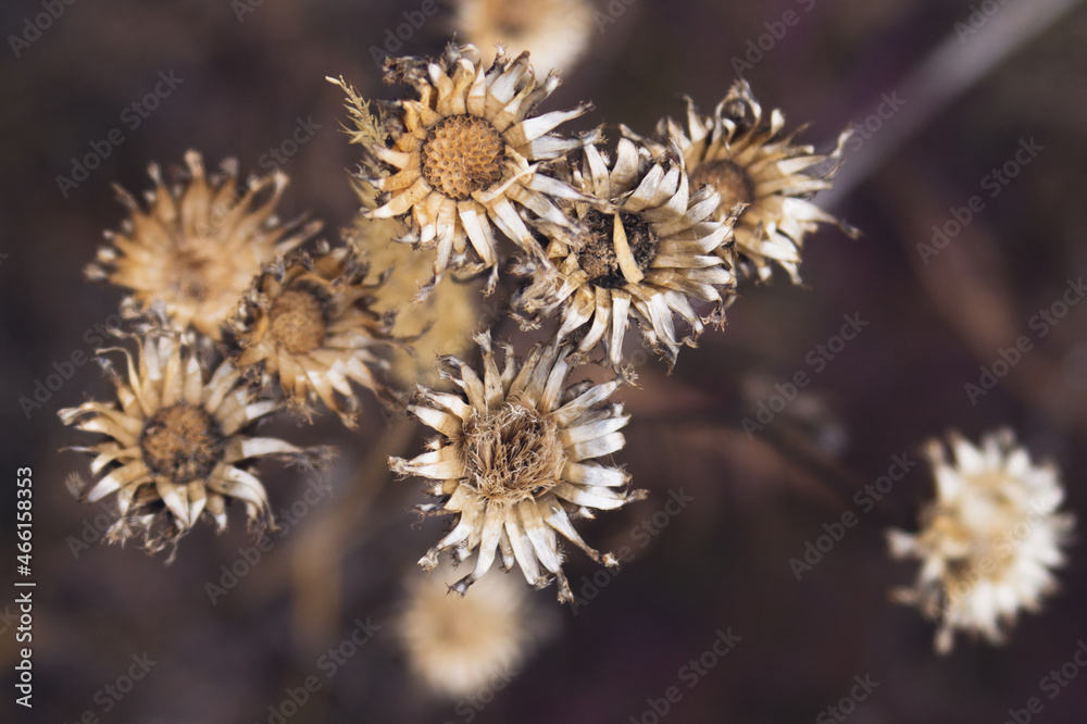 Withering plants in the autumn forest Withering plants in the autumn forest