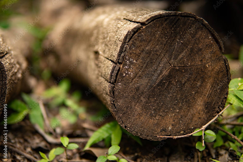 Close-up cut tree trunk. Nature background. Close-up cut tree trunk. Nature background.