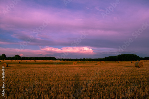 many haystacks lie on the field