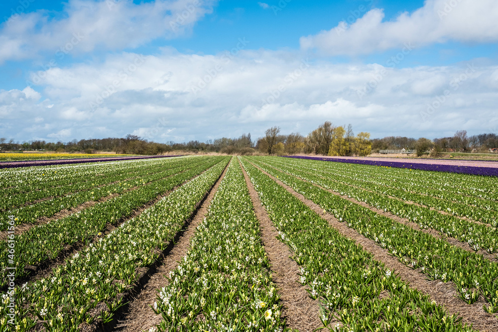 Flower fields in the Bollenstreek, Zuid-Holland Province, The Netherlands