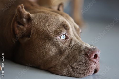 Portrait of a beautiful pitbull terrier dog close up.