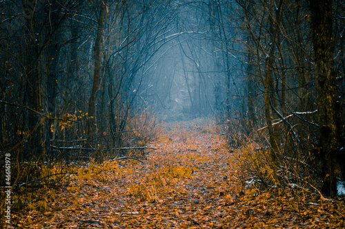 Mysterious pathway in an autumn forest with remains of first snow. Footpath in the beautiful, foggy, dark, autumn, mysterious forest, among high trees with yellow leaves. Focus on foreground.
