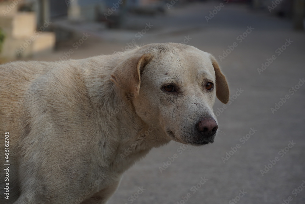 A sad-looking street dog with folded ears looks at the camera A sad-looking street dog with folded ears looks at the camera