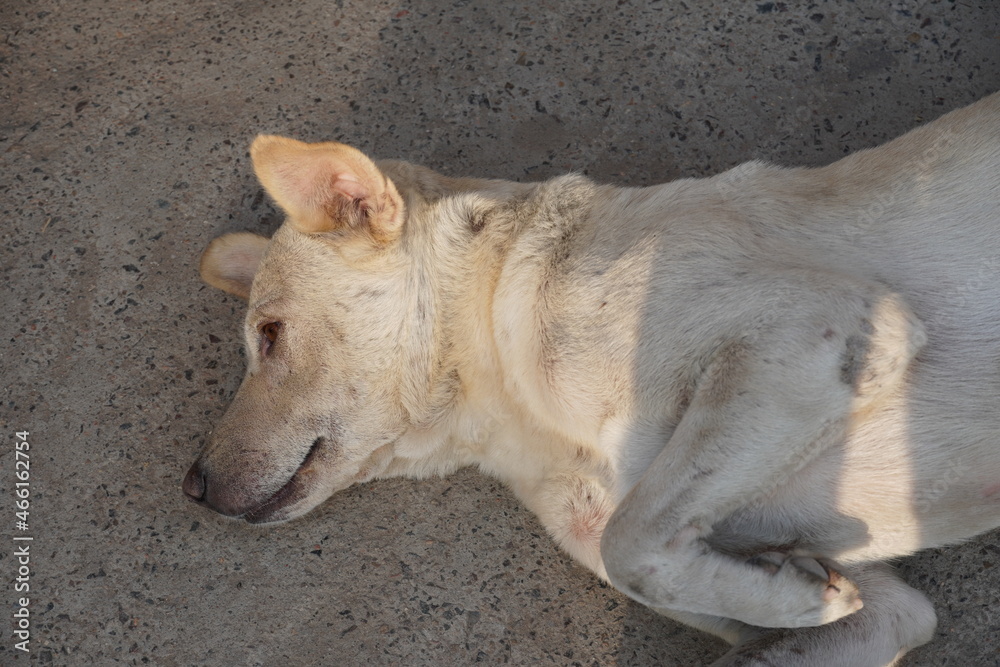 sad dog sleeping on street