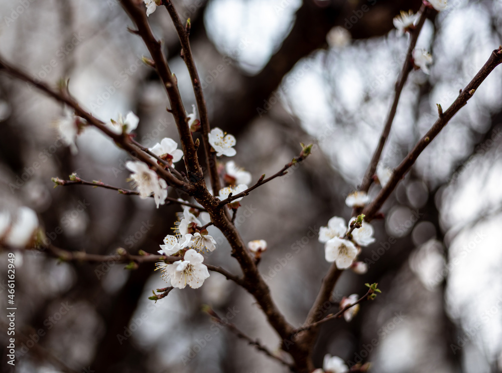 Apricot blossom in spring season