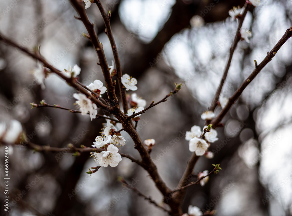 Apricot blossom in spring season Apricot blossom in spring season