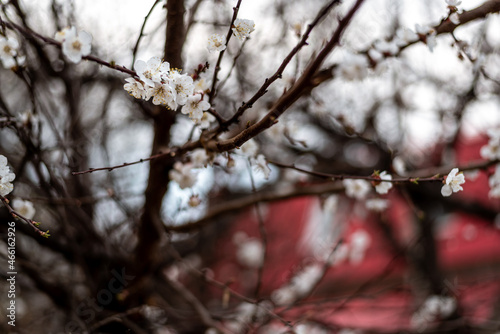 Apricot blossom in spring season © Putnik_mira