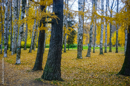 Beautiful autumn trees in the park