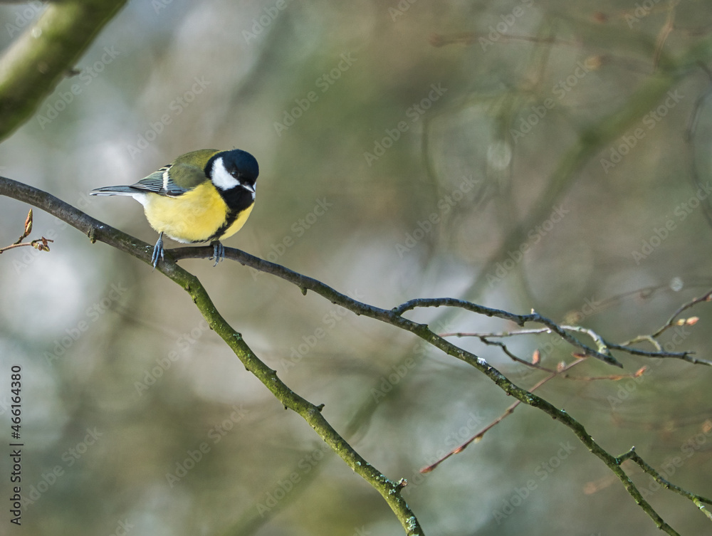 one greathungry great tit in the winter tit on a tree at a cold and sunny winter day one greathungry great tit in the winter tit on a tree at a cold and sunny winter day