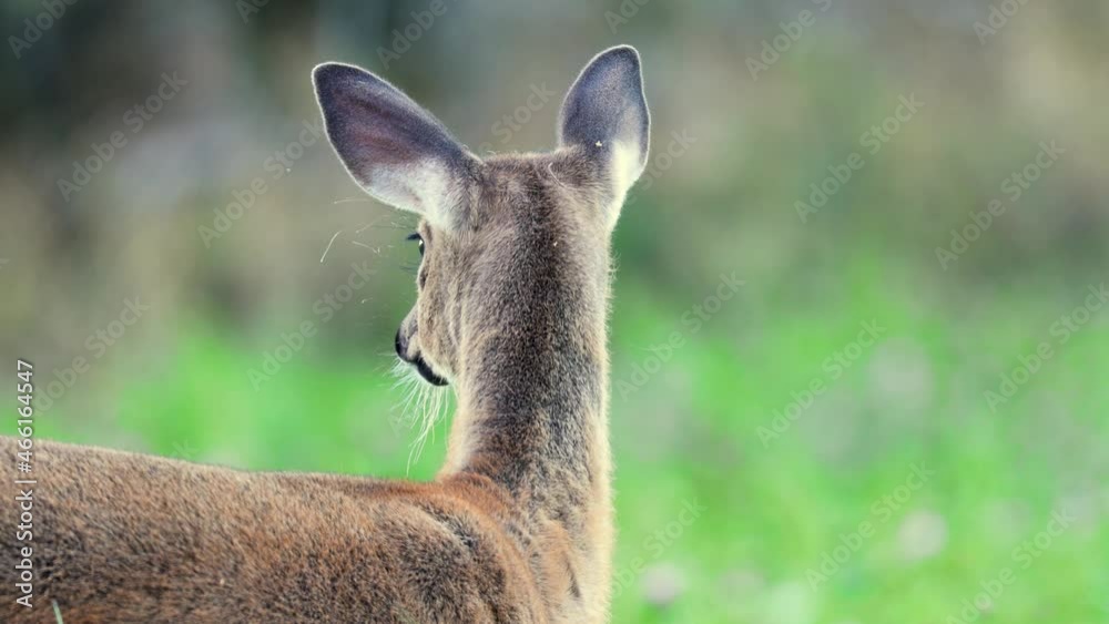 Young adult white-tailed deer on a clover field during autumn in Southern Finland Young adult white-tailed deer on a clover field during autumn in Southern Finland