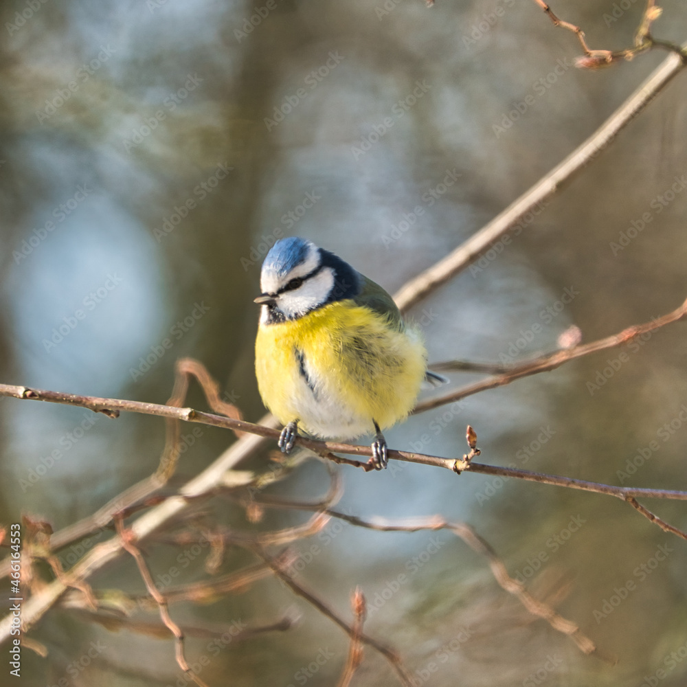 Naklejka premium one blue tit on a tree in the winter , cold and sunny day with no people