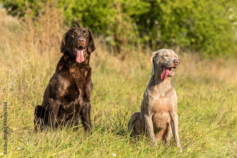Weimaraner and Brown Flat Retriever sitting on a green field. Sunny autumn day for hunting. Hunting dogs. Happy dog. Weimaraner and Brown Flat Retriever sitting on a green field. Sunny autumn day for hunting. Hunting dogs. Happy dog.