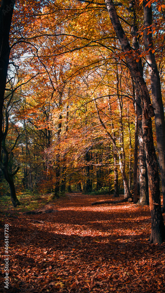 Fototapeta premium leśna droga