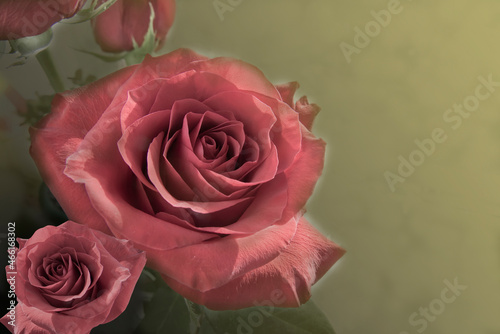 Pink rose
