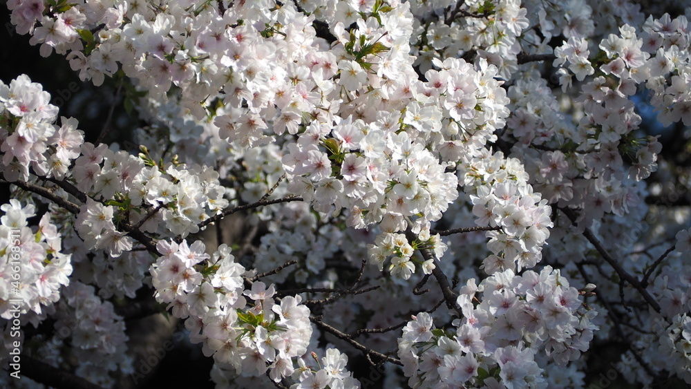 White Cherry blossoms. Sakura trees full bloom in Meguro Ward Tokyo Japan from March to April. Cherry blossom trees full bloom are perfect for sightseeing and festivals. Sakura flowers with 5 petals. White Cherry blossoms. Sakura trees full bloom in Meguro Ward Tokyo Japan from March to April. Cherry blossom trees full bloom are perfect for sightseeing and festivals. Sakura flowers with 5 petals.