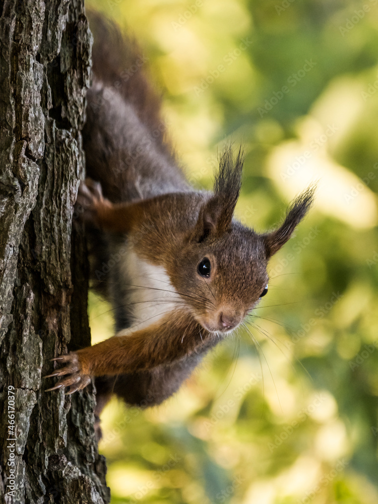 Eichhötnchen klettert den Baum hinab Eichhötnchen klettert den Baum hinab