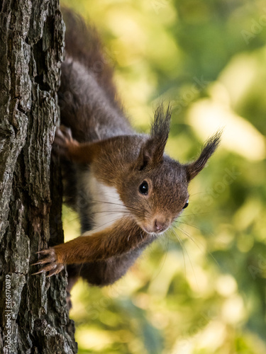 Eichhötnchen klettert den Baum hinab