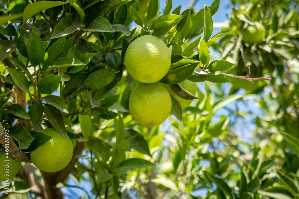 citrus fruit tree close-up, bundle of green citrus growing on a brunch among green leaves in sunlight in Mediterranea