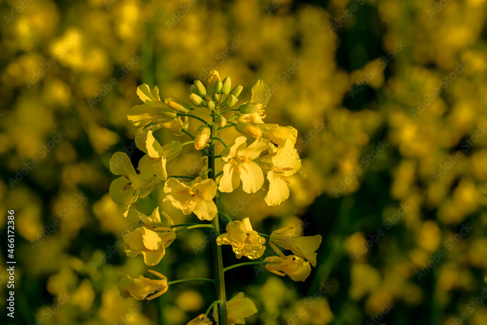 Close-up rapeseed flowers, used as alternative energy sources.