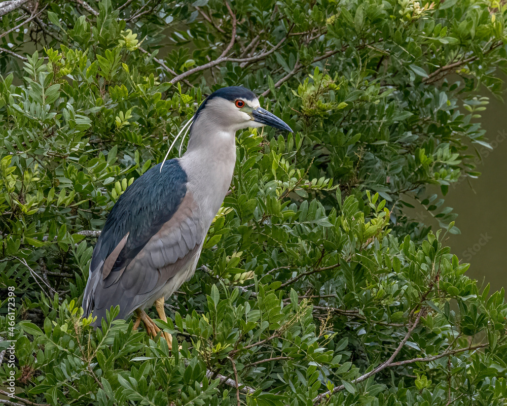 Obraz premium A heron perched on top of a tree