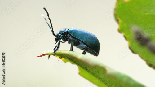 Blue beetle on a leaf in Cotacachi, Ecuador