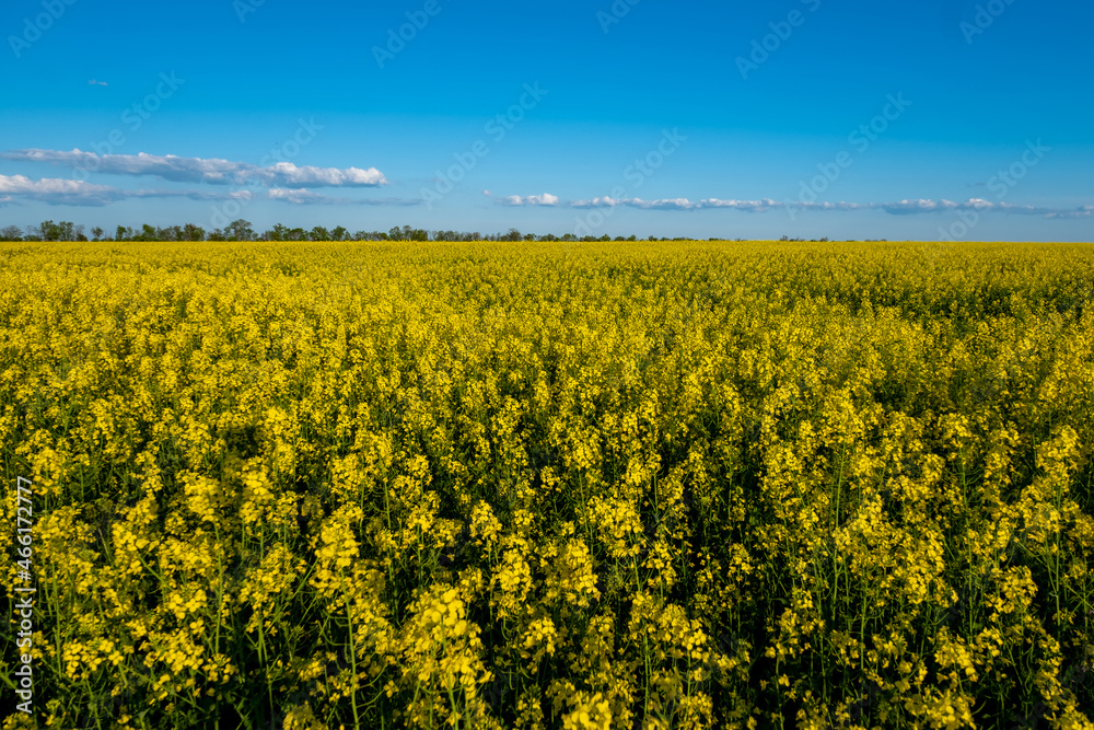 Blooming canola field and blue sky with clouds.