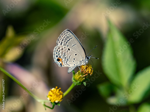 Luthrodes pandava on yellow flowers in a field under the sunlight with a blurry background photo