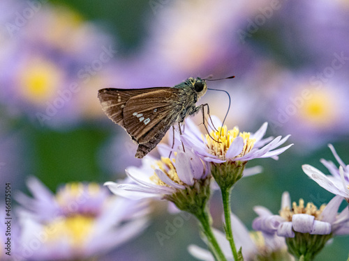 Closeup of a Parnara guttata on Tatarian aster flowers in a field under the sunlight photo