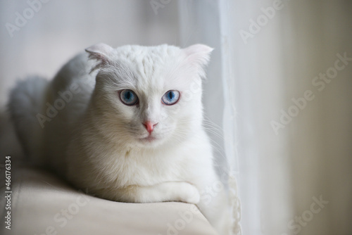 White Scottish fold kitten with blue eyes in natural window light © Orhan Çam
