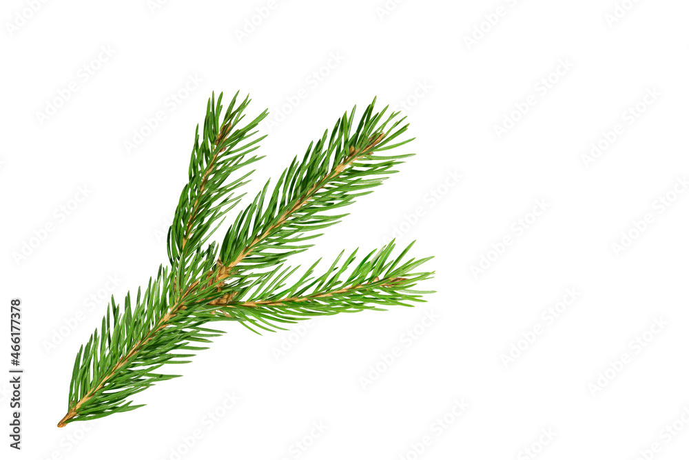 christmas tree branch isolated christmas tree branch isolated