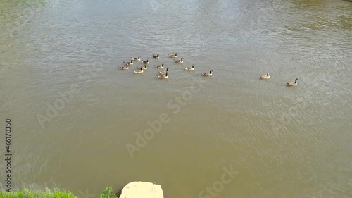 Canada Geese on Olentangy River photo