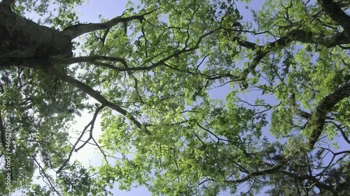 春の木漏れ日、新緑の木々と青い空
風に揺れる大きな木の葉と青空