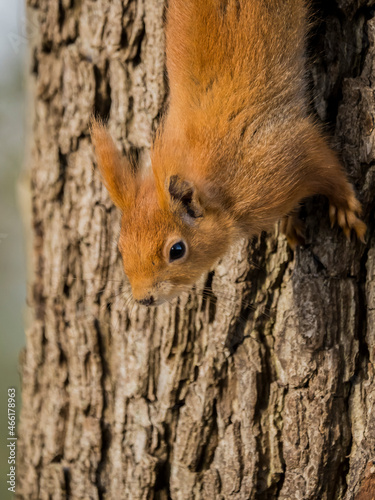 Eichhörnchen klettert Baumstamm hinunter © Marcel