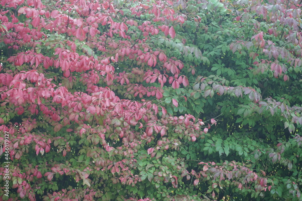 Background of Crimson and Green Leaves