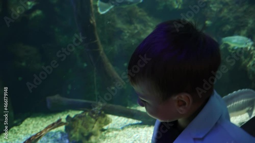 Boy in a jacket looks at fish photo