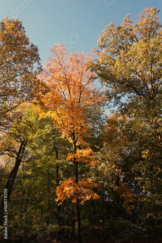 Trees with Green Gold and Orange Leaves Against True Blue Sky