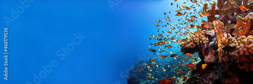 Stampa su tela Red sea coral reef landscape with corals and damsel fishes banner background