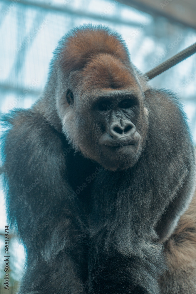 Fototapeta premium Portrait of a gorilla
