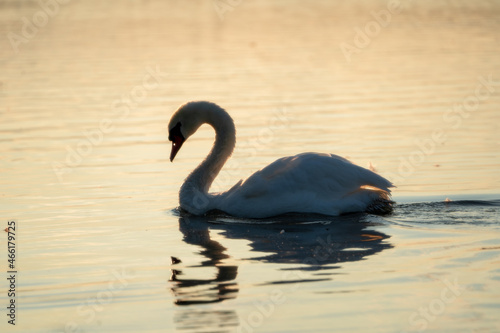 Swan at sunrise