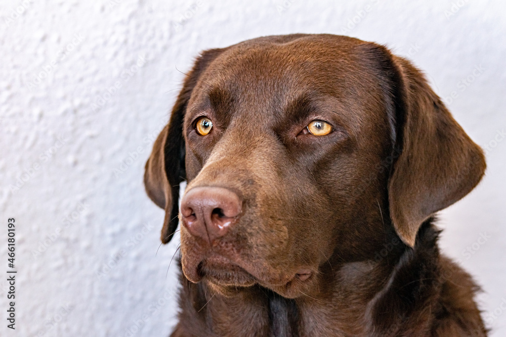 a close up portrait image of a chocolate Labrador dog gazing into the distance with a white background a close up portrait image of a chocolate Labrador dog gazing into the distance with a white background