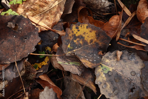 Dew drops on dry leaf, autumn