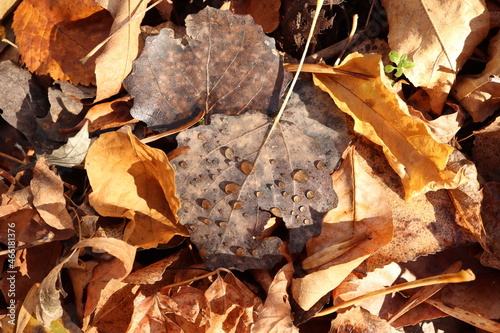 Dew drops on dry leaf, autumn