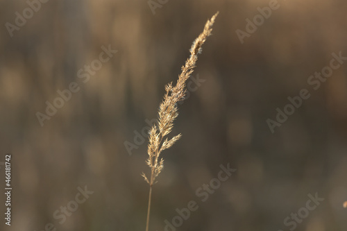 A beautiful dry plant illuminated by golden sunlight. Meadow plant on a blurred natural background. Field plant at golden hour.