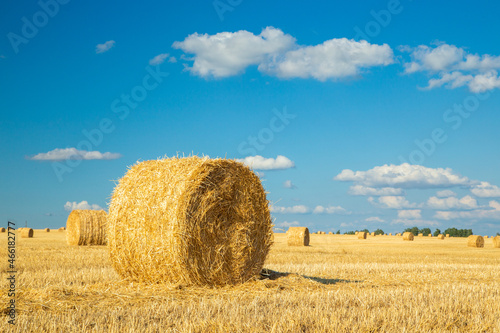 Hay bales on the golden agriculture field. Sunny landscape with round hay bales in summer. Rural scenery of straw stacks at sunset. Panorama of yellow wheat haystacks in countryside. Farm concept.