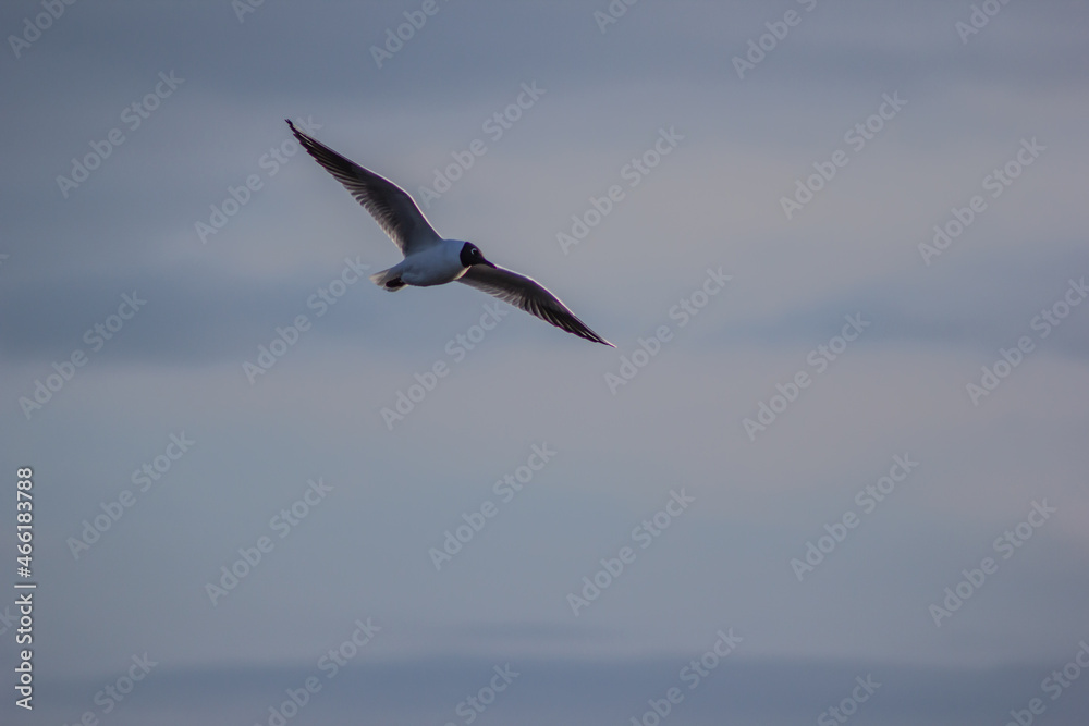 Obraz premium seagull in flight