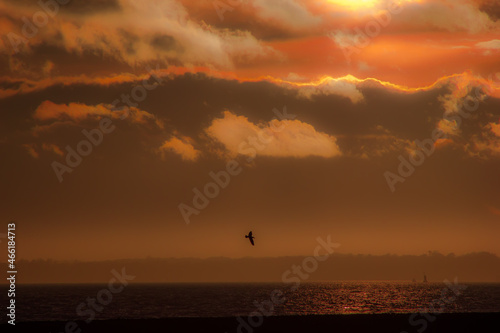 Bird at sunset