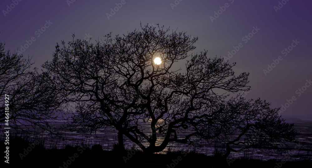 moon and tree moon and tree