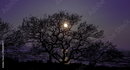moon and tree
