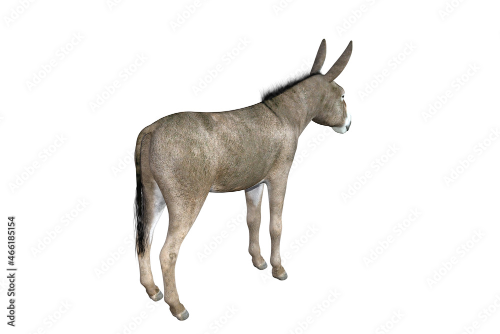 Obraz premium Photo-realistic illustration of the donkey with different poses and angles. 3D rendering illustration.